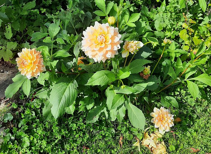 Unterkunft 086110 - Ferienhaus Namur - ARD199