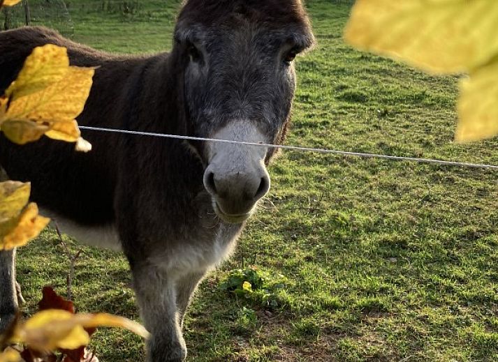 Ferienhaus Le Wagon in Graide, Ardennen, Belgien, mit wunderschoener Aussicht auf die Natur und einer einzigartigen Aussensauna.
