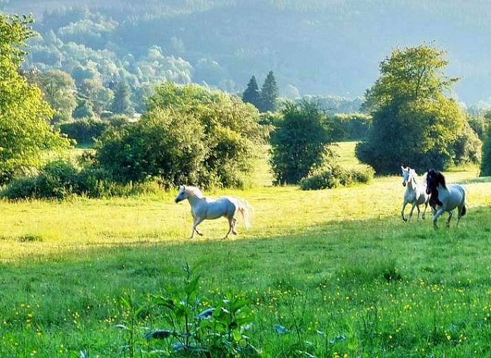 Guest house 091420 - Holiday property Luxembourg - Huisje in Rendeux