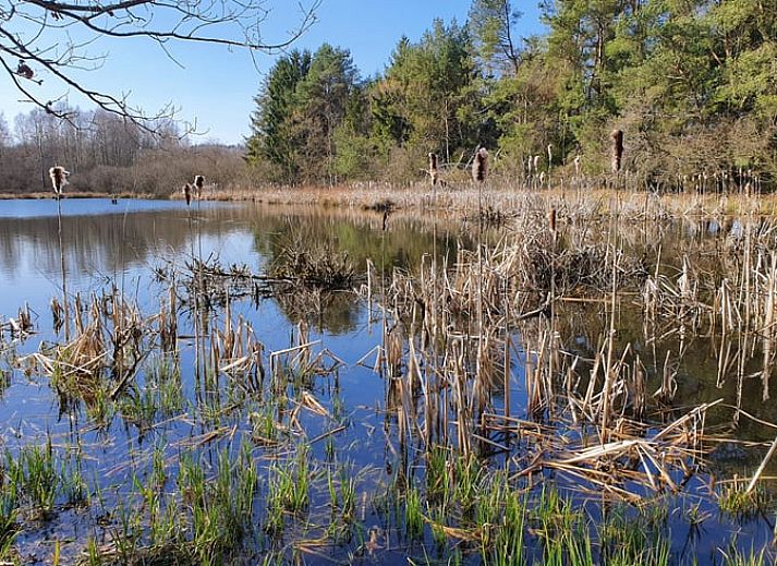 Rustgevende vijver bij Vakantiehuisje in Longchamps Bertogne in de natuurlijke omgeving van de Ardennen, Luxemburg, Belgie.