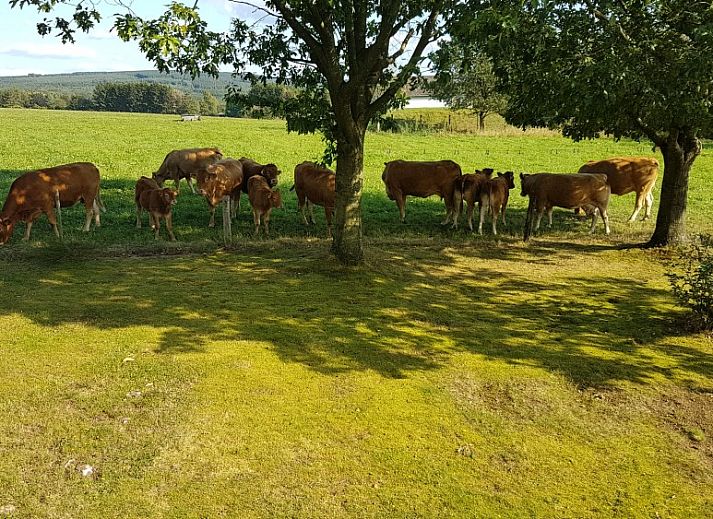 Guest house 0925558 - Chalet Luxembourg - Relaxhuisje