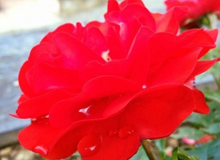 Rustieke charme van Chalet Ma Reine in Remouchamps, Ardennen, met uitzicht op bosrijk landschap.