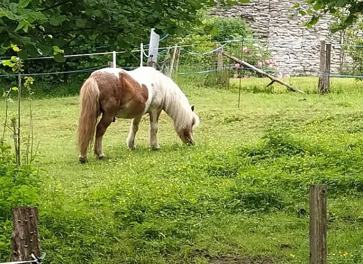 Uitzicht op groene omgeving vanaf het terras van Vakantiehuis in Bertogne, bed and breakfast in de Ardennen, Belgie.
