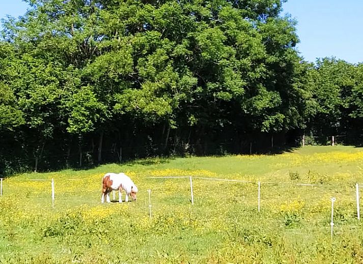 Comfortabele binnenruimte met zitgedeelte in Vakantiehuis in Bertogne, bed and breakfast in de Ardennen, Belgie.