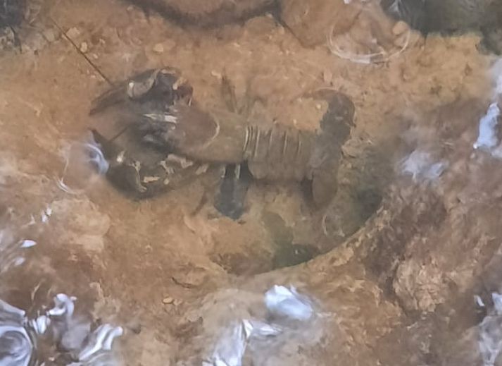 Guest house 0944604 - Holiday property Luxembourg - Vakantiehuis in Achouffe-Houffalize