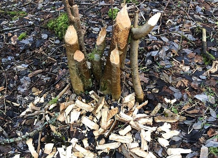 Guest house 0944604 - Holiday property Luxembourg - Vakantiehuis in Achouffe-Houffalize