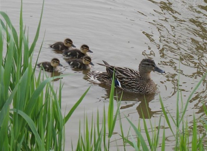 Essecke mit Aussicht im Ferienhaus Domaene Rietvelde, Oostduinkerke, Belgien.