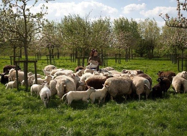 Essecke mit Aussicht im Ferienhaus Domaene Rietvelde, Oostduinkerke, Belgien.