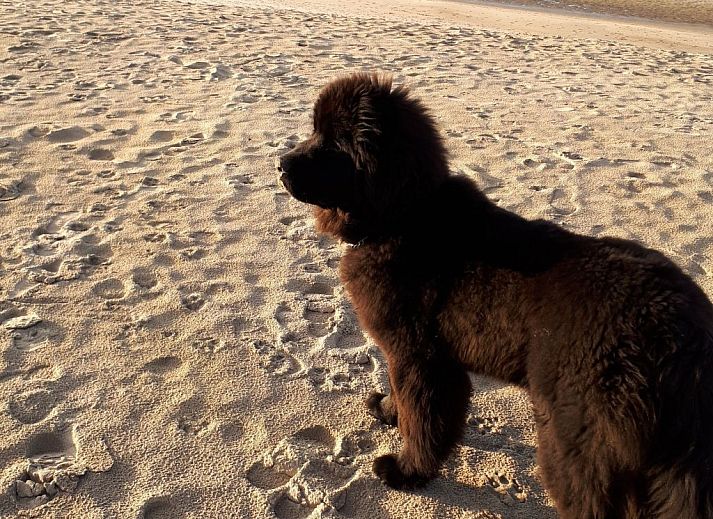 Enjoy the coastal atmosphere at Appartement Wohnung "Wie zu Hause" in Middelkerke, Belgium, overlooking the beach and sea.