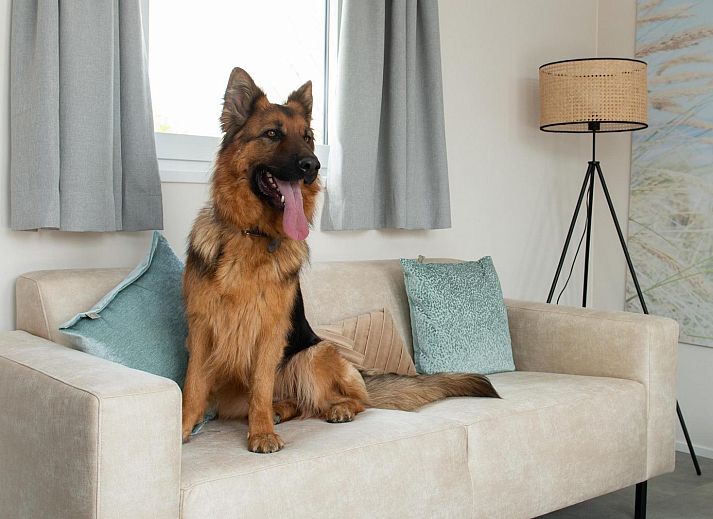 Geniet van een ontspannen verblijf in de Wood Lodge, Nieuwpoort. Comfortabele binnenruimte met airco waar honden welkom zijn.