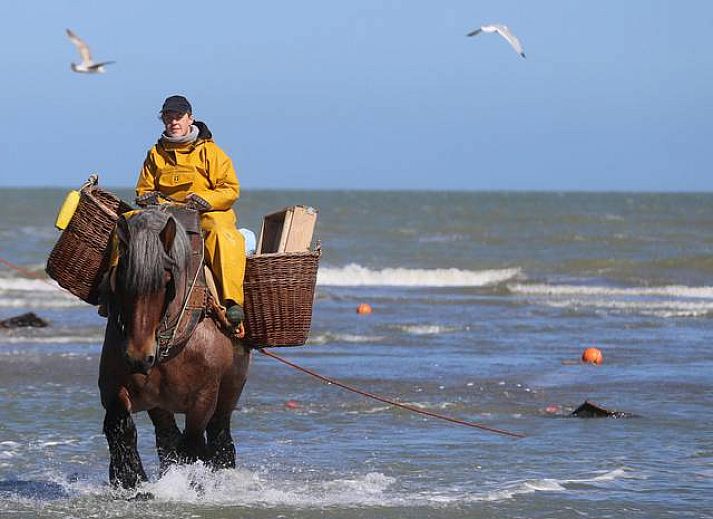 Moderne Kueche in Villa 't mezennestje, Ferienhaus in Oostduinkerke, belgische Kueste, mit Blick auf den Garten.