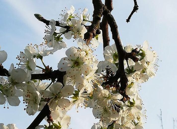 Guest house 140206 - Bed and Breakfast East Flanders - B&amp;B 't Huys van Enaeme