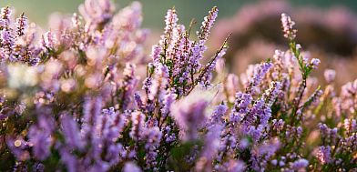 Verblijf 043209 - Vakantiewoning Antwerpen - Oehoe 