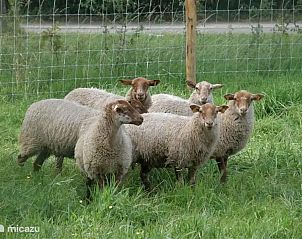 Unterkunft 010133 - Ferienhaus Westflandern - Hoeve De Hagepoorter 2 - Hondsroos
