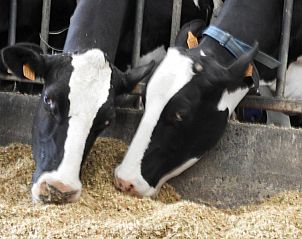 Unterkunft 010814 - Ferienhaus Westflandern - Reutelhoeve