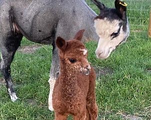 Unterkunft 010828 - Ferienhaus Westflandern - De Sint-Antoniushoeve