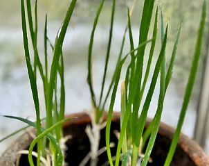 Unterkunft 010831 - Ferienhaus Westflandern - Vakantiehuisje in Zonnebeke