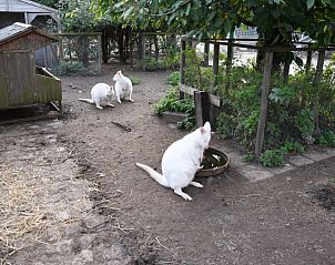 Guest house 0110810 - Holiday property West Flanders - kwakkelnest