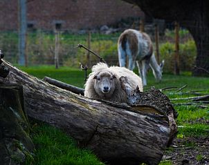 Guest house 0110810 - Holiday property West Flanders - kwakkelnest