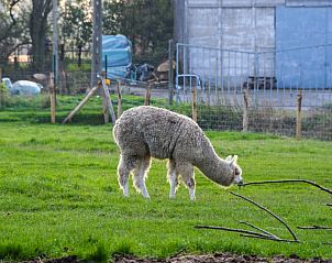 Guest house 0110810 - Holiday property West Flanders - kwakkelnest