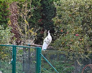 Guest house 0110810 - Holiday property West Flanders - kwakkelnest