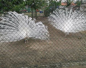 Guest house 0110810 - Holiday property West Flanders - kwakkelnest