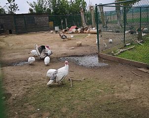 Guest house 0110810 - Holiday property West Flanders - kwakkelnest