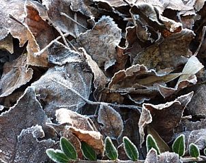 Unterkunft 0115003 - Ferienhaus Westflandern - Vakantiehuis in Pittem