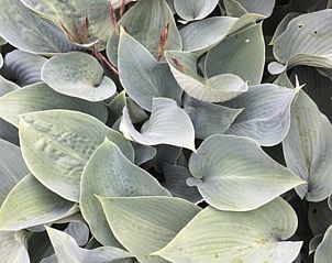 Unterkunft 0115003 - Ferienhaus Westflandern - Vakantiehuis in Pittem