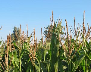 Unterkunft 0115003 - Ferienhaus Westflandern - Vakantiehuis in Pittem