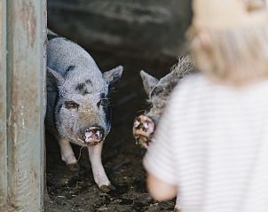 Unterkunft 0115903 - Ferienhaus Westflandern - Boerderijvakantie 't Donderswal