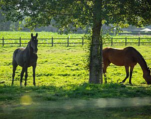Natuurlijke omgeving van Vakantiehuisje in Houthulst, West-Vlaanderen, met paarden in het landschap.