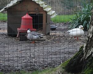 Unterkunft 0122702 - Ferienhaus Westflandern - Huisje in Zwevegem (Moen)