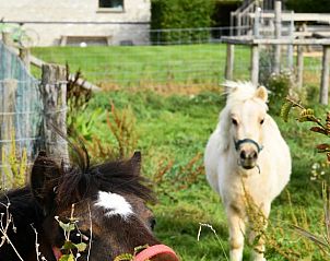 Guest house 0127804 - Holiday property West Flanders - Vakantiehuis in Beveren aan de ijzer