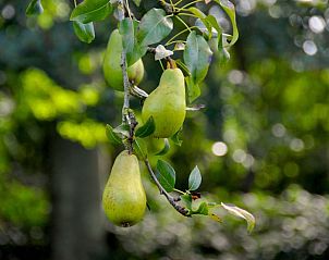 Unterkunft 016104 - Ferienhaus Westflandern - Vakantiehuis in Zedelgem