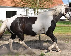 Unterkunft 016104 - Ferienhaus Westflandern - Vakantiehuis in Zedelgem