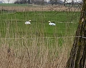 Guest house 018603 - Holiday property West Flanders - Vakantiehuis in Meetkerke