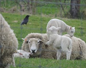 Guest house 018604 - Holiday property West Flanders - Vakantiehuisje in Meetkerke