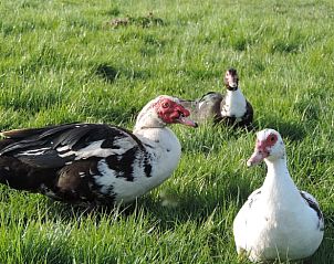 Guest house 018604 - Holiday property West Flanders - Vakantiehuisje in Meetkerke