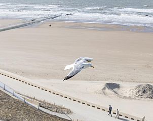 Guest house 018996 - Holiday property West Flanders - Stella - 0701 