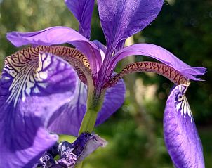 Guest house 0212210 - Holiday property East Flanders - Vakantiehuisje in Assenede