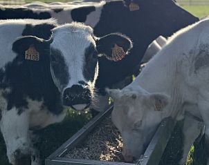 Guest house 0216401 - Holiday property East Flanders - Happy Cow-ter 