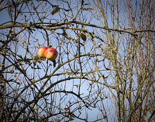 Guest house 0222703 - Holiday property East Flanders - Vakantiehuis mit Terrasse