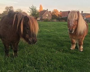 Guest house 0234203 - Holiday property East Flanders - Huisje in Oosteeklo