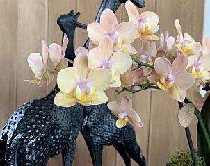 Guest house 0234301 - Holiday property East Flanders - Vakantiehuisje in Kaprijke