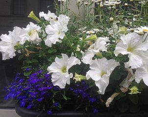 Guest house 030277 - Holiday property East Flanders - 1,2,trois...Le Roi