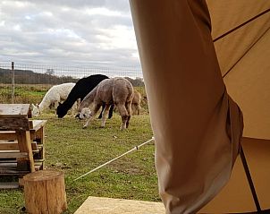 Verblijf 0313003 • Tenthuis Vlaams-Brabant • Vakantiehuis in Sint-Agatha-Rode 