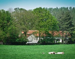 Rustieke omgeving van Vakantiehuisje in Holsbeek met weelderige natuur en grazende koeien in Vlaams-Brabant, Belgi.