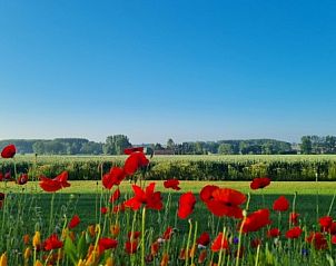 Prachtig uitzicht op bloemenvelden vanuit Villa Veldzicht in Glabbeek, Belgi.