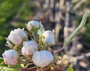 Detail van bloesems bij Huisje in Hoeleden, vakantiehuis in Vlaams-Brabant, Belgi, met een prachtige natuurlijke omgeving.
